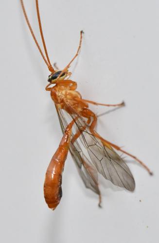 Réf. 341 893 : Ophion minutus